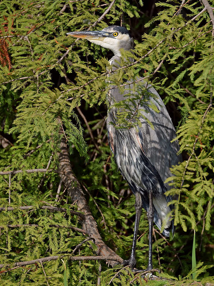 BlueHeron6.jpg