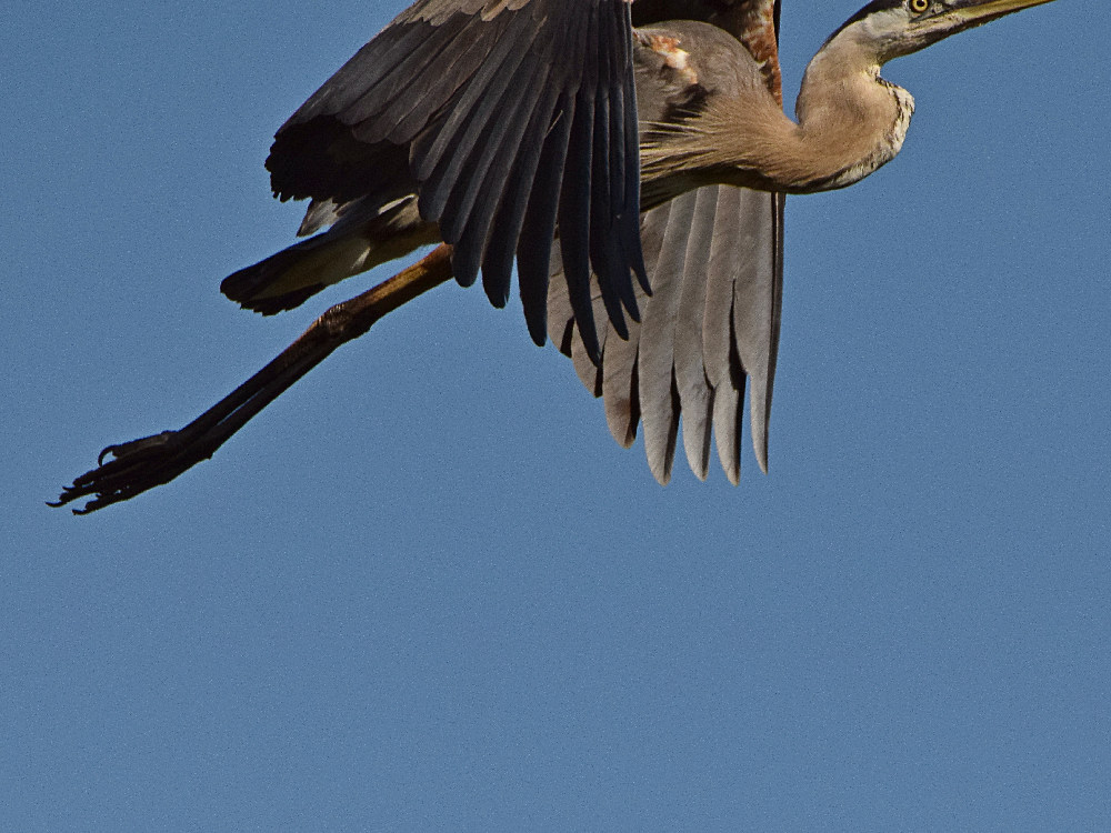 BlueHeron6.jpg