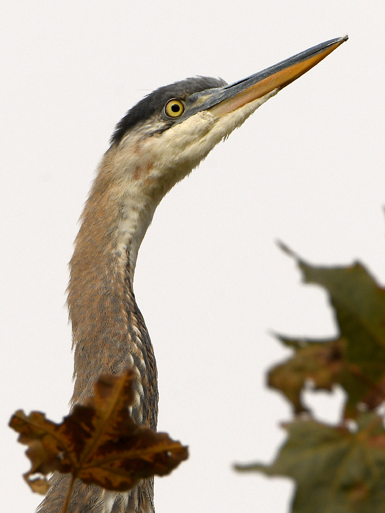 BlueHeron6.jpg