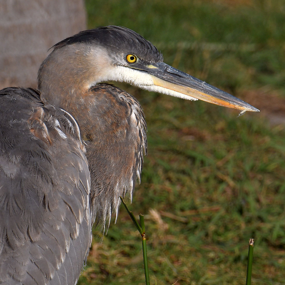 BlueHeron6.jpg