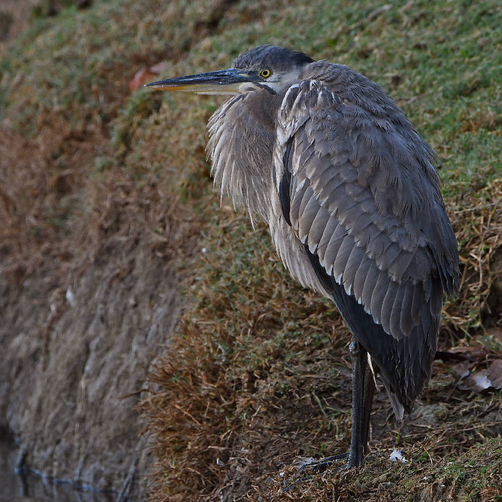 BlueHeron6.jpg