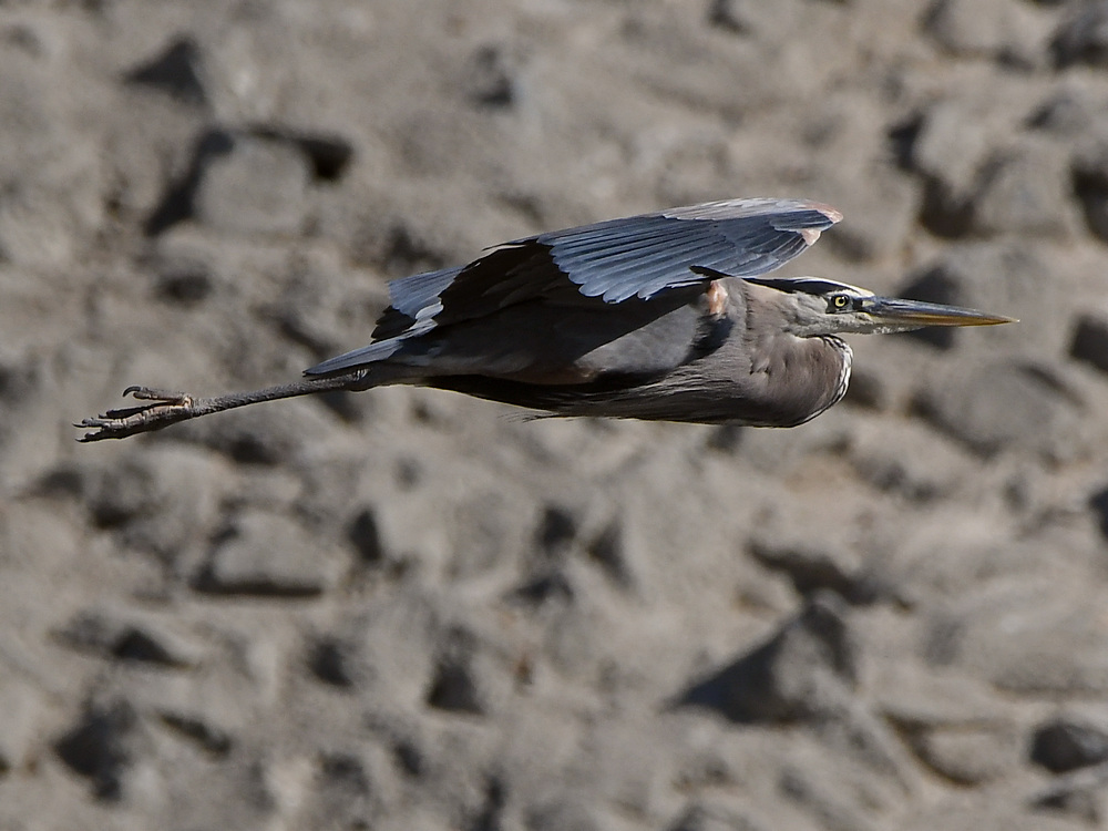 BlueHeron6.jpg