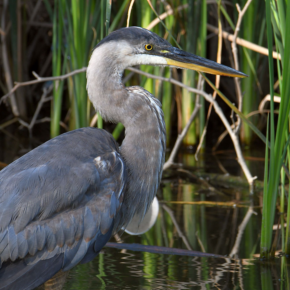 BlueHeron6.jpg