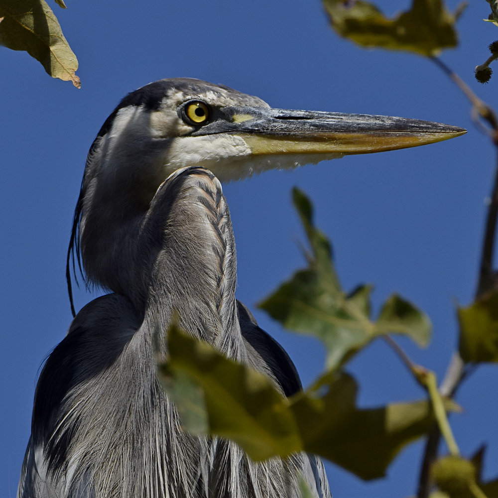 BlueHeron6.jpg