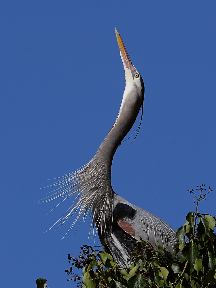 BlueHeron6.JPG