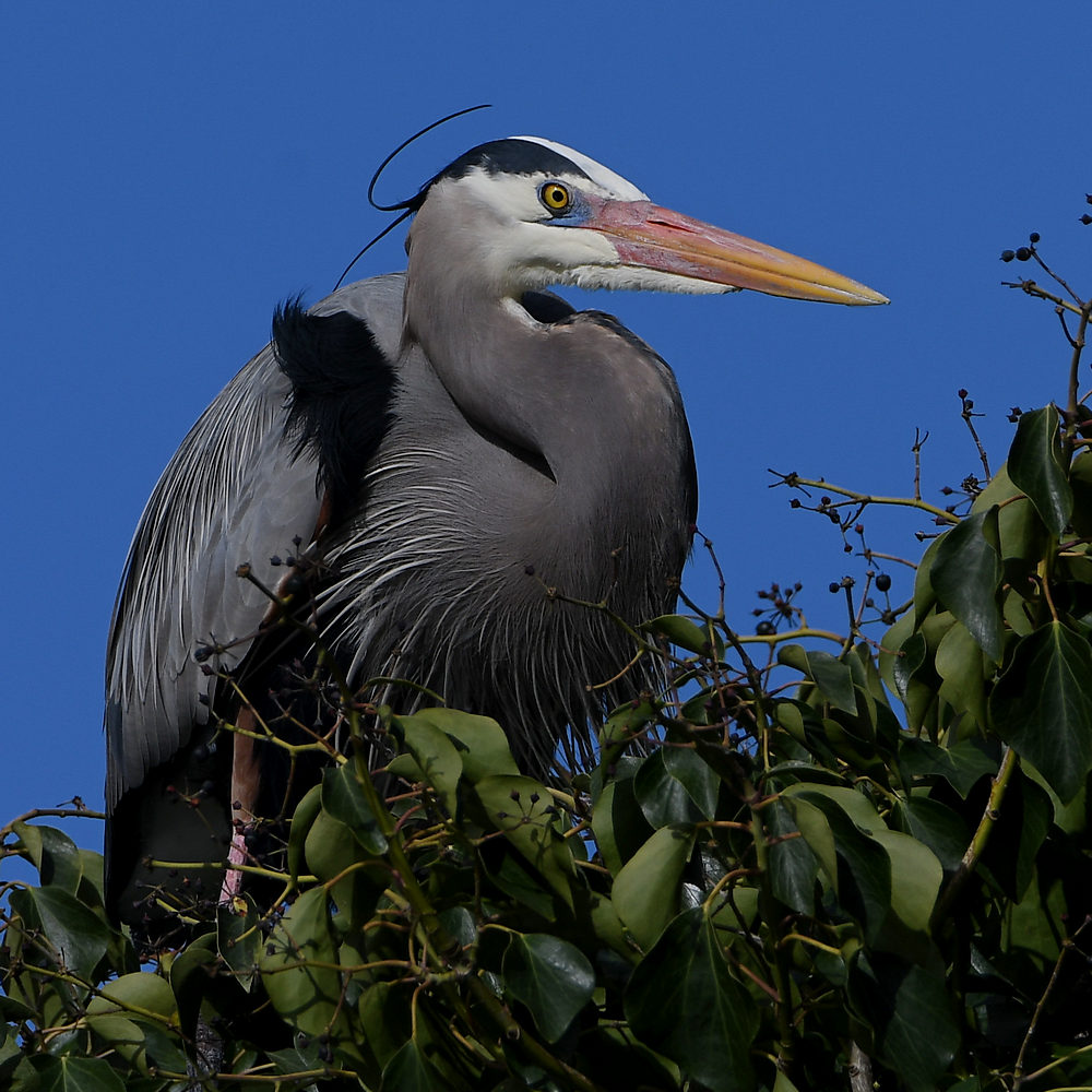BlueHeron6.JPG