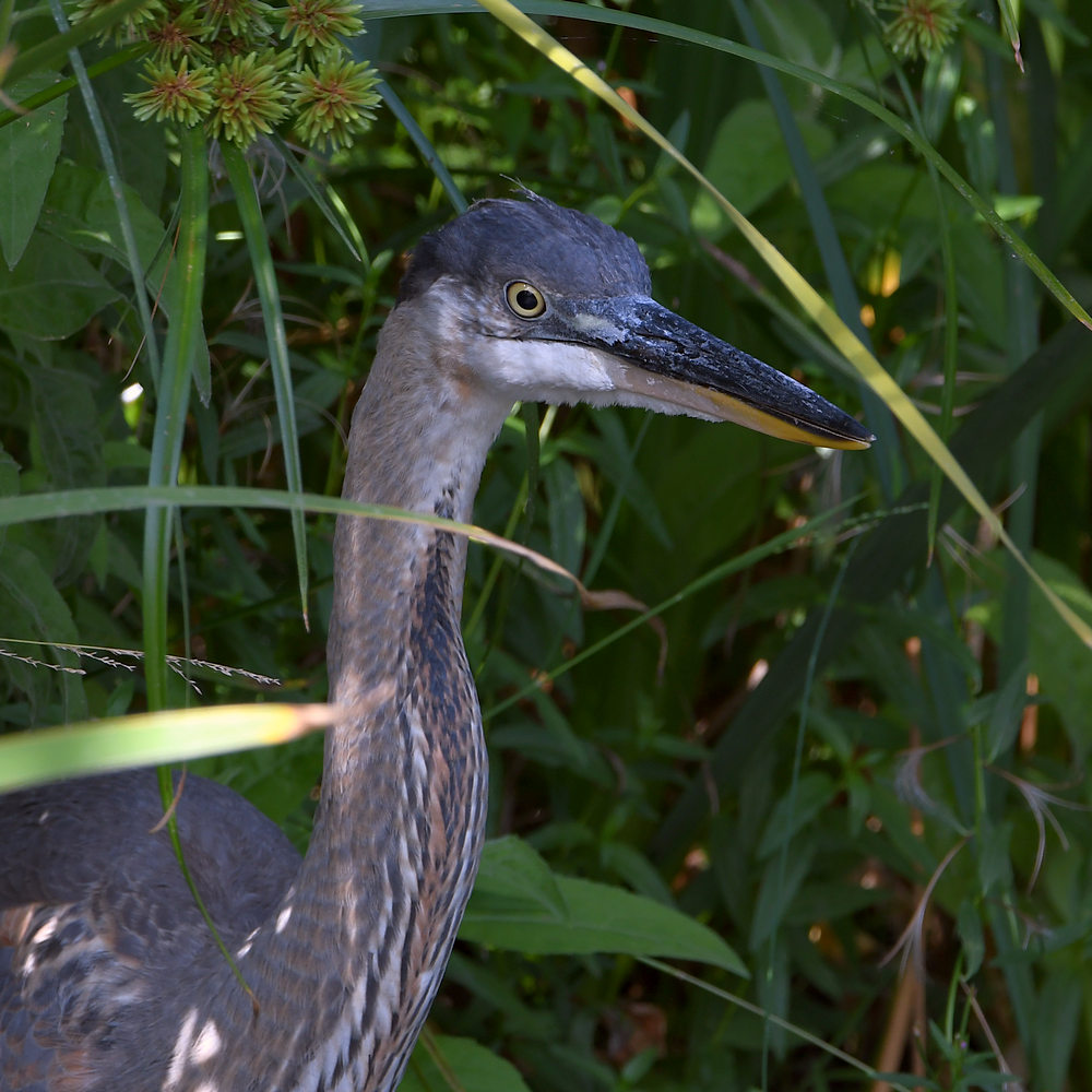 BlueHeron6.jpg