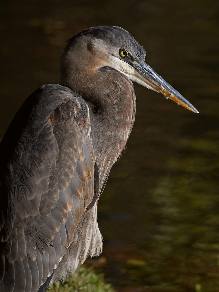 BlueHeron6.jpg