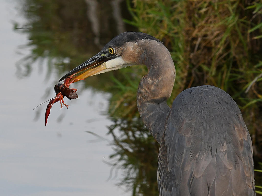 BlueHeron6.jpg
