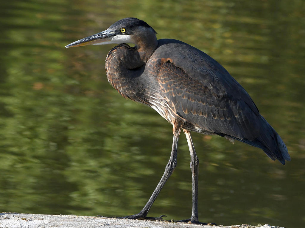 BlueHeron6.jpg