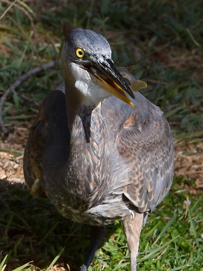 BlueHeron6.jpg