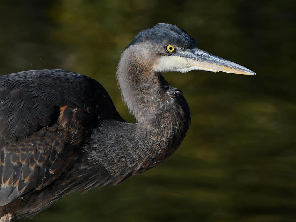 BlueHeron6.jpg