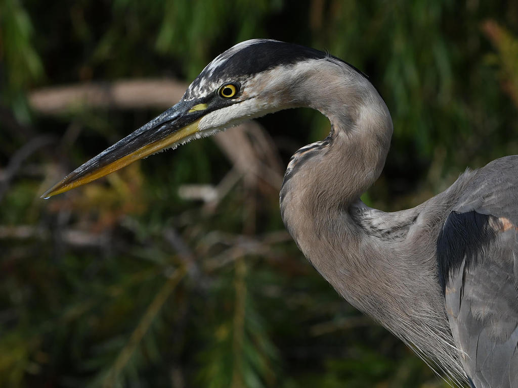 BlueHeron6.jpg