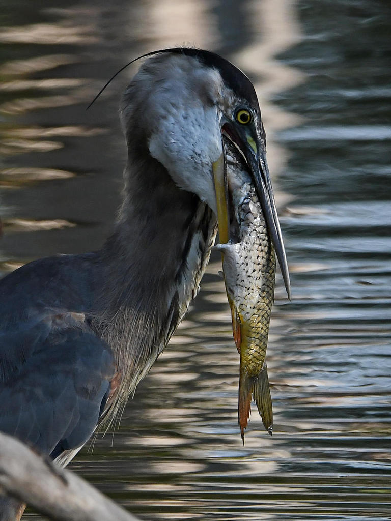 BlueHeron6.jpg
