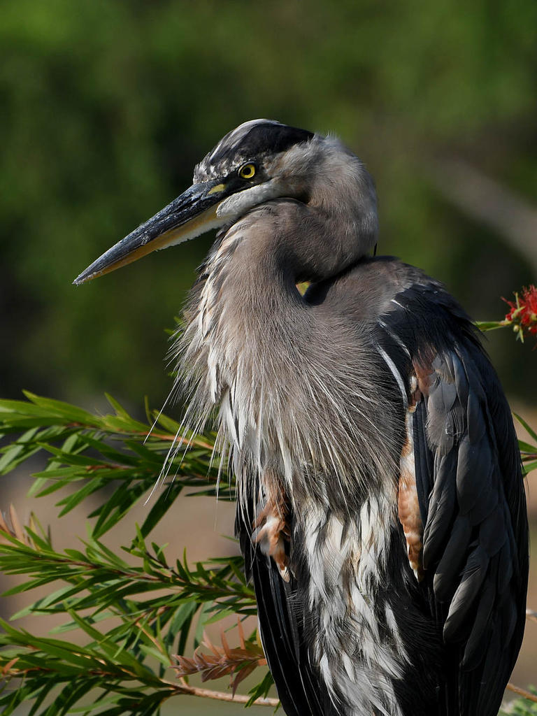 BlueHeron6.jpg