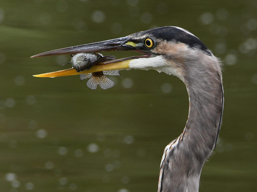 BlueHeron6.jpg