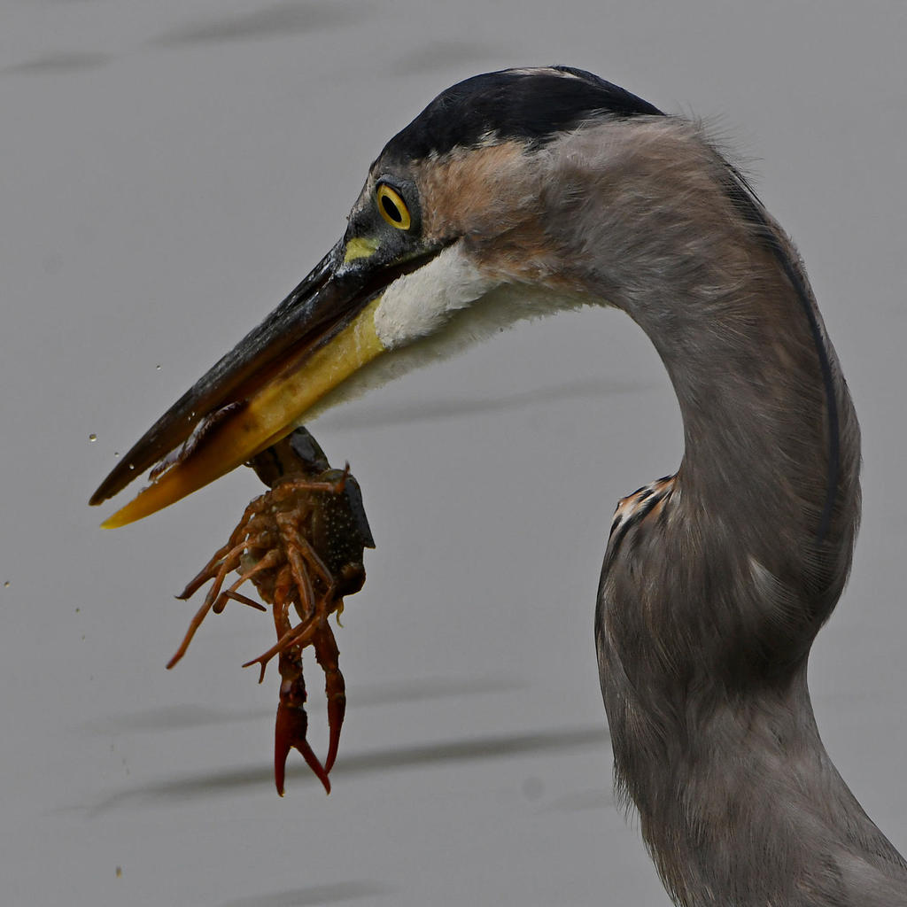 BlueHeron6.jpg