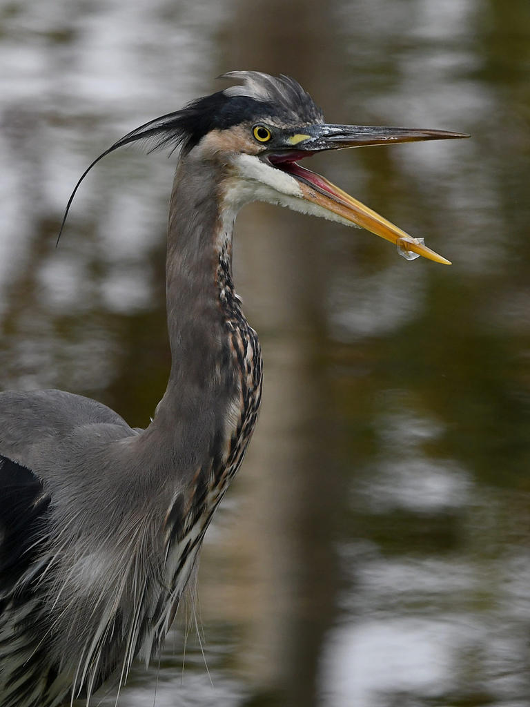 BlueHeron6.jpg