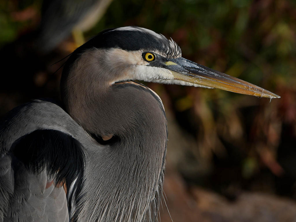 BlueHeron6.jpg