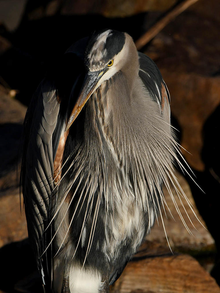 BlueHeron6.jpg