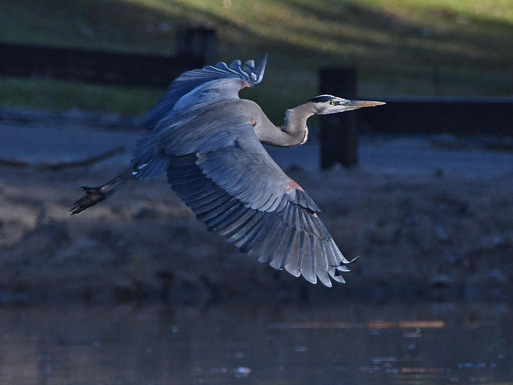 BlueHeron6.jpg