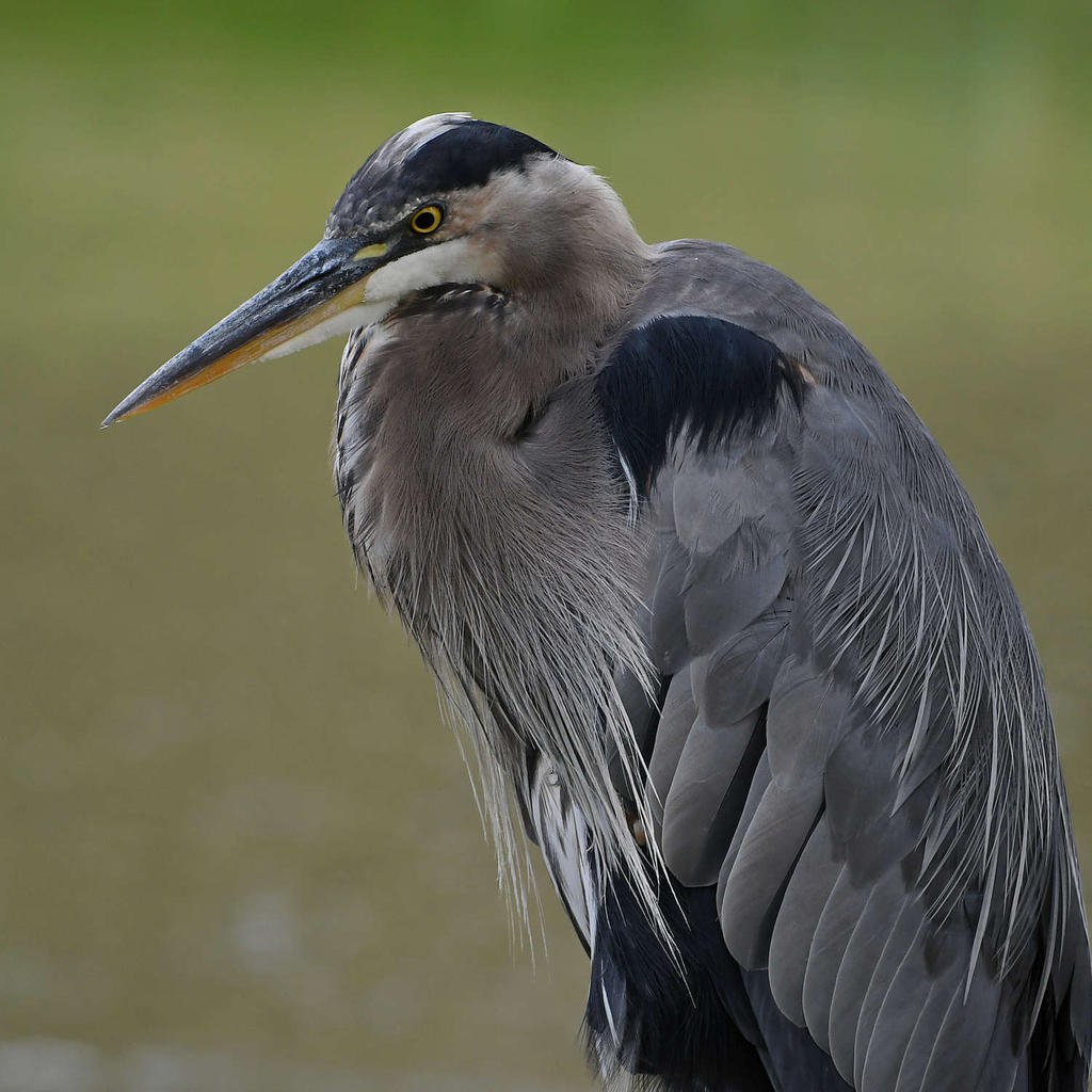 BlueHeron6.jpg