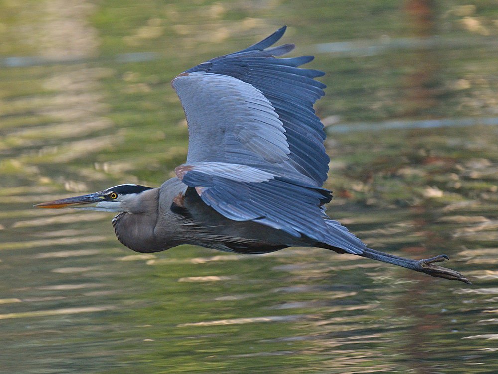 BlueHeron7.jpg