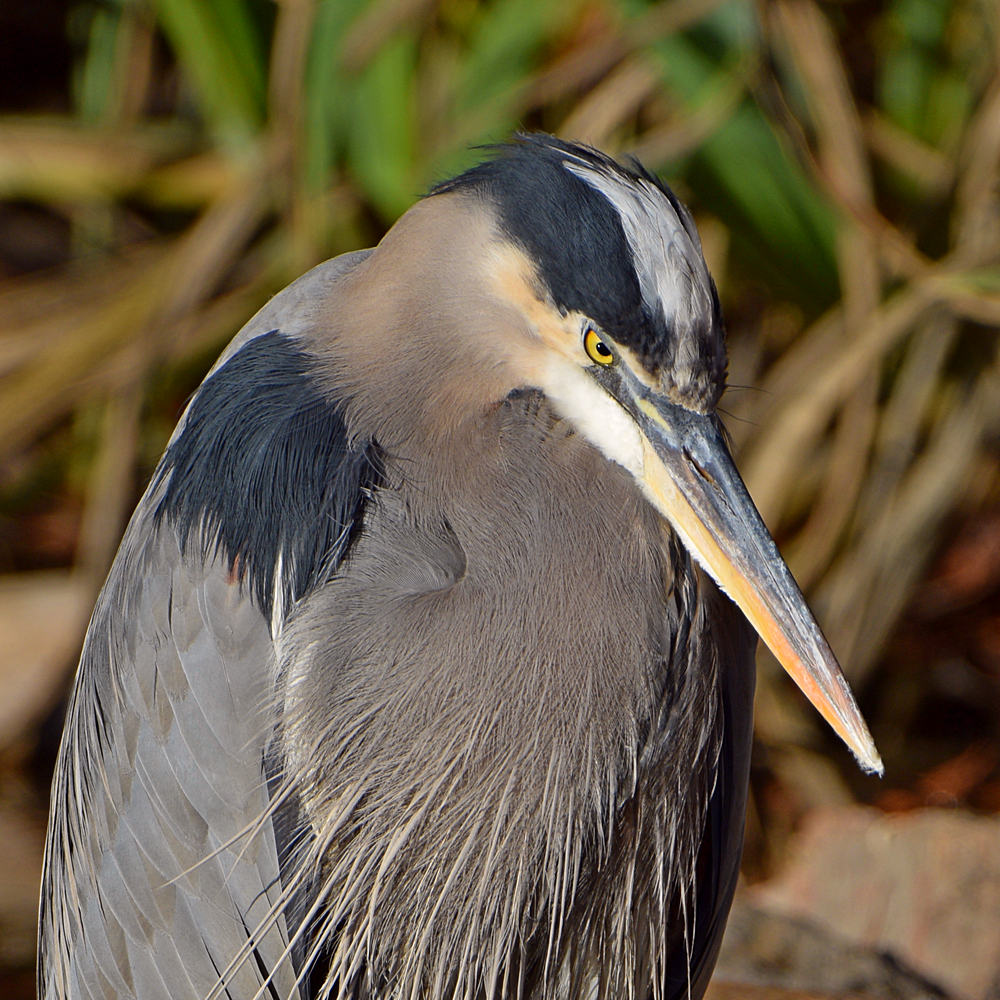 BlueHeron7.jpg
