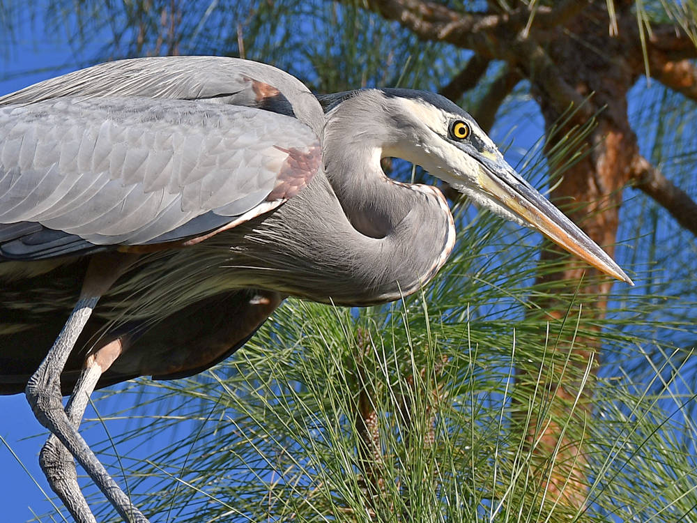 BlueHeron7.jpg