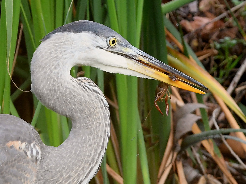 BlueHeron7.jpg