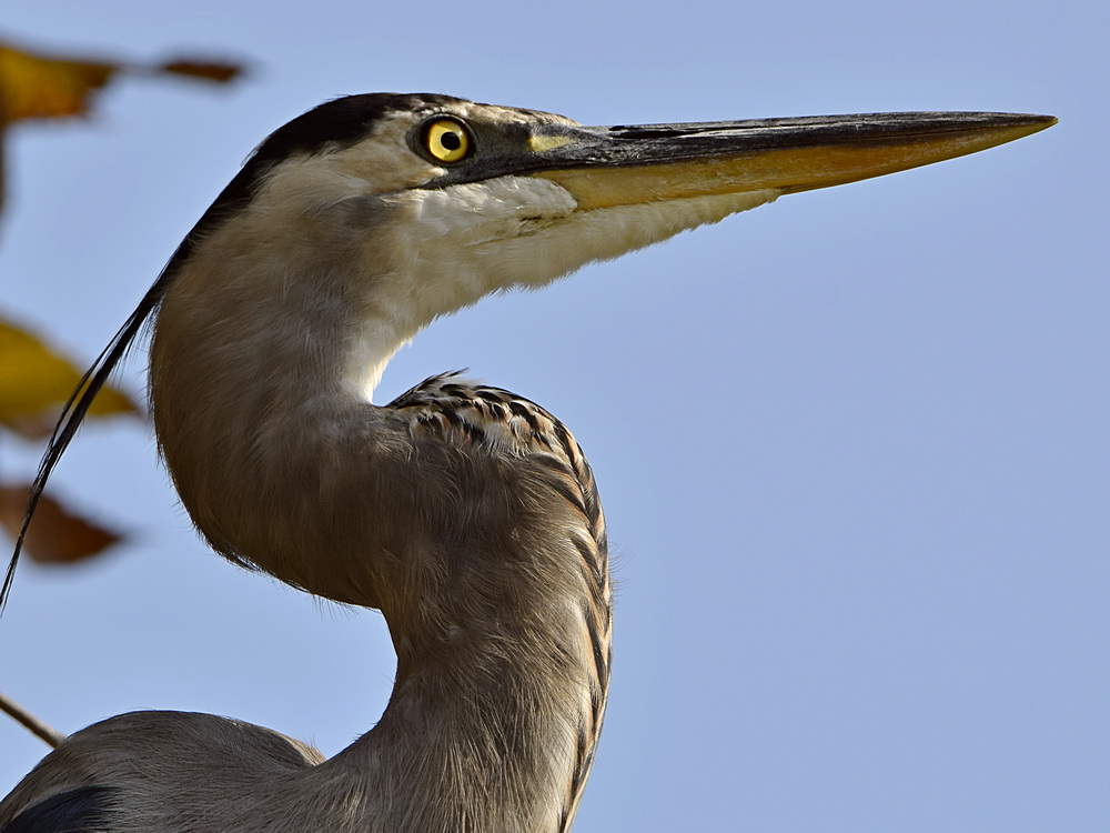 BlueHeron7.jpg