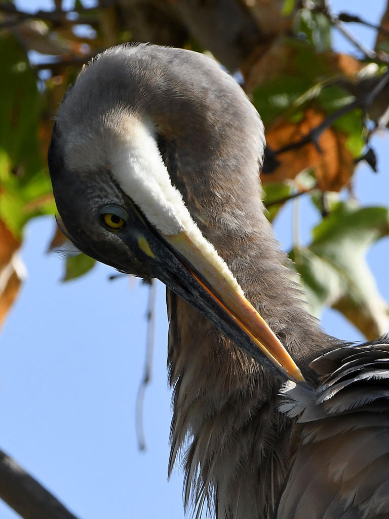 BlueHeron7.jpg