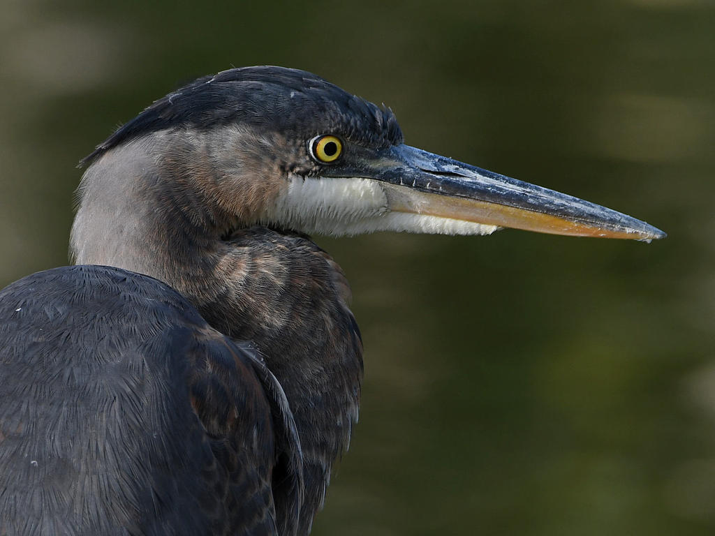 BlueHeron7.jpg