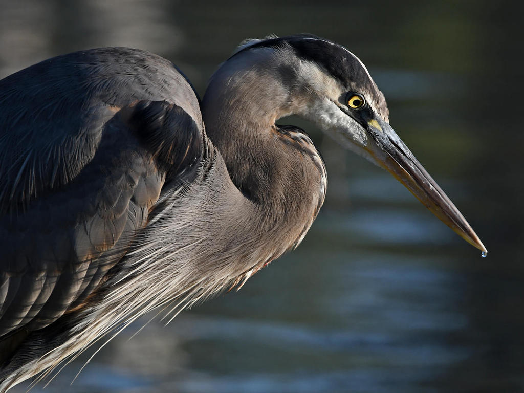 BlueHeron7.jpg