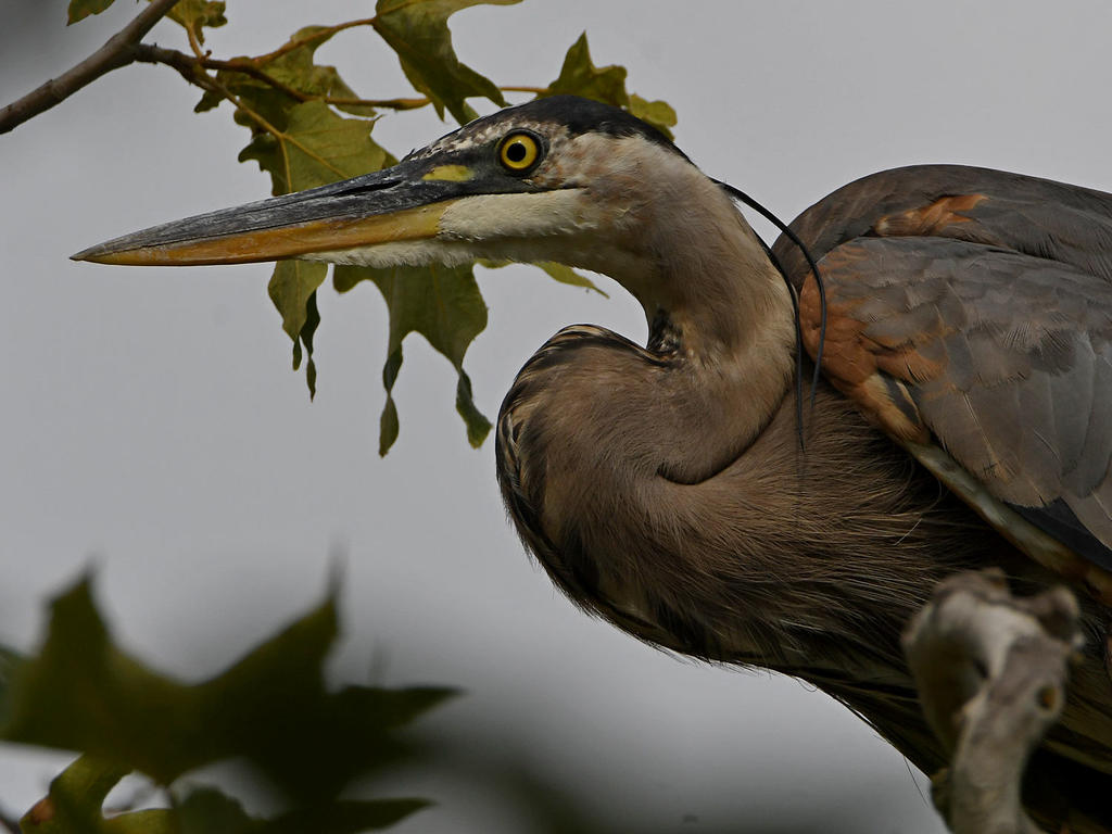 BlueHeron7.jpg