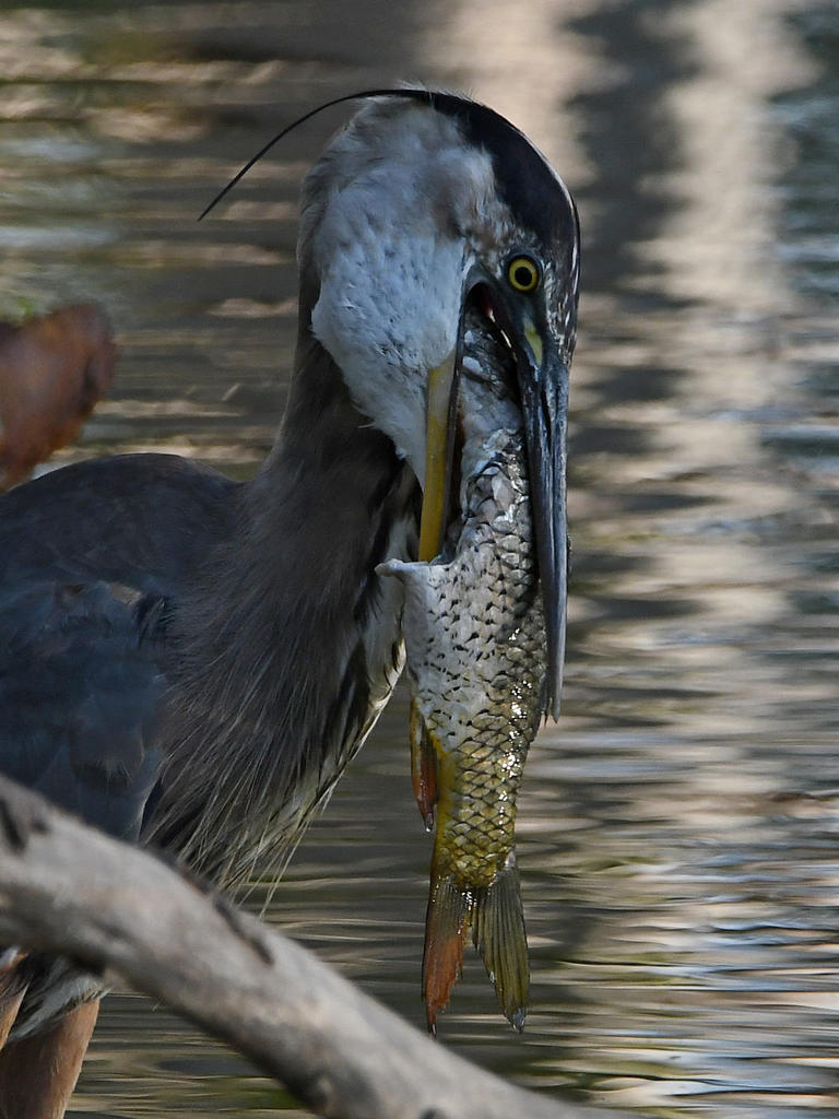 BlueHeron7.jpg