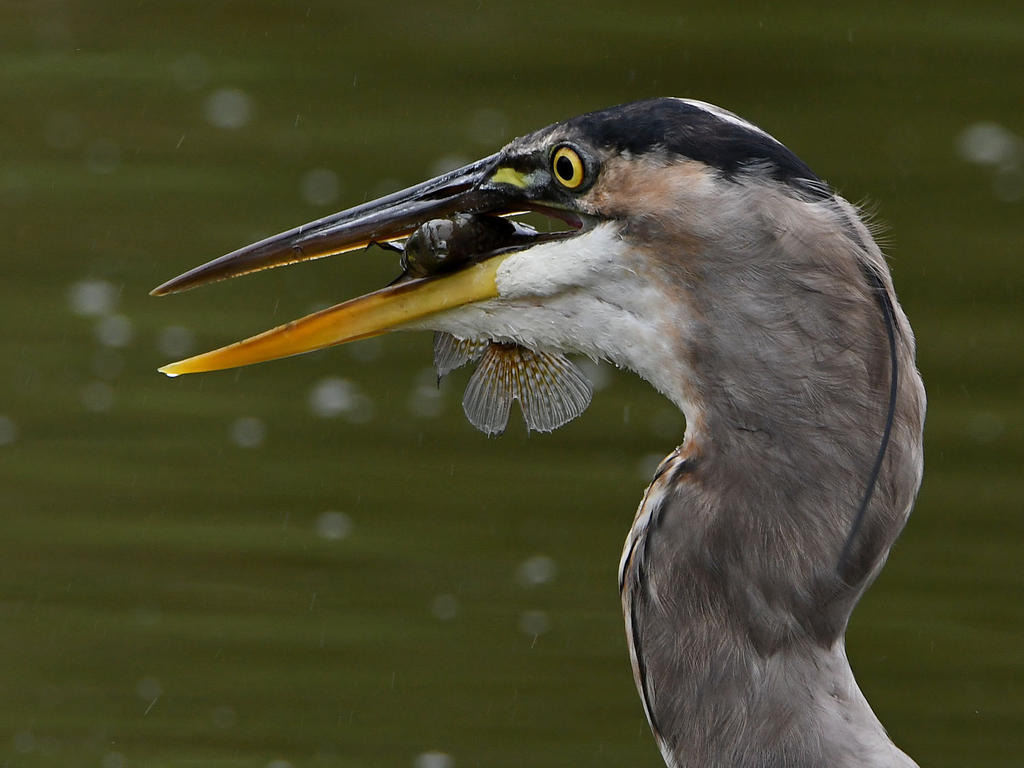 BlueHeron7.jpg