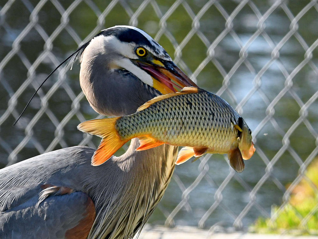 BlueHeron7.jpg