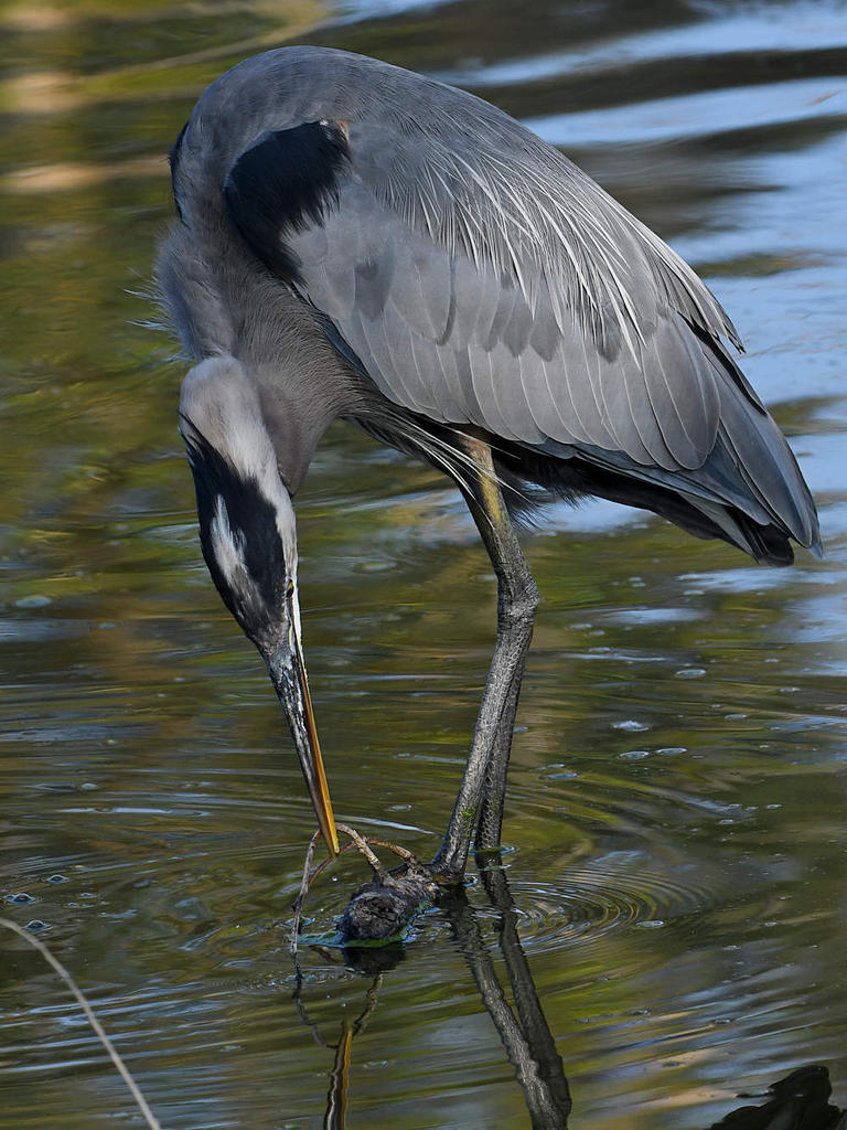 BlueHeron7.jpg