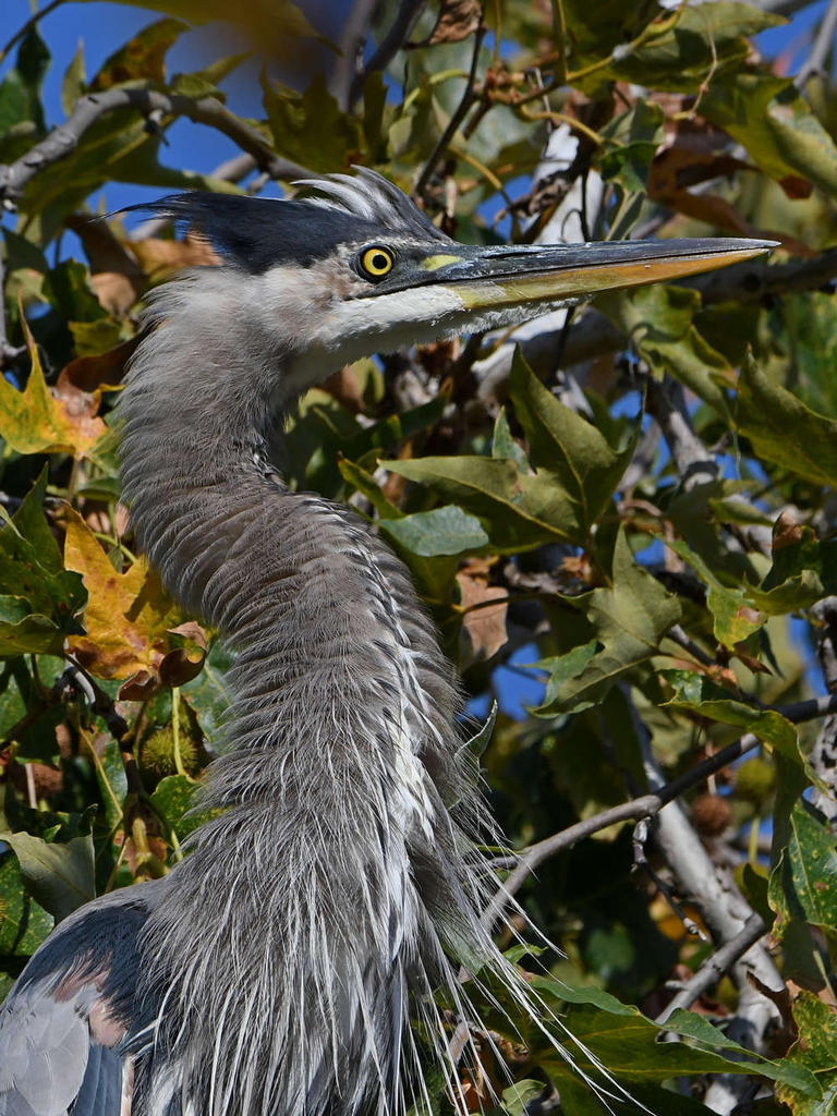 BlueHeron7.jpg