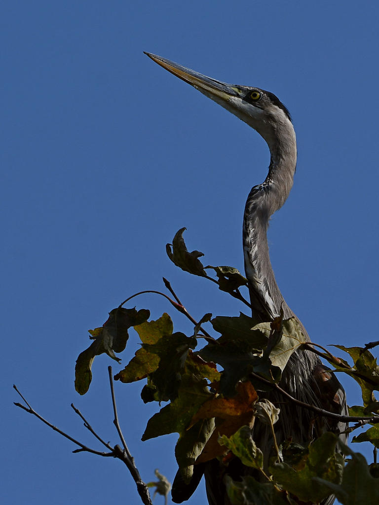 BlueHeron7.jpg