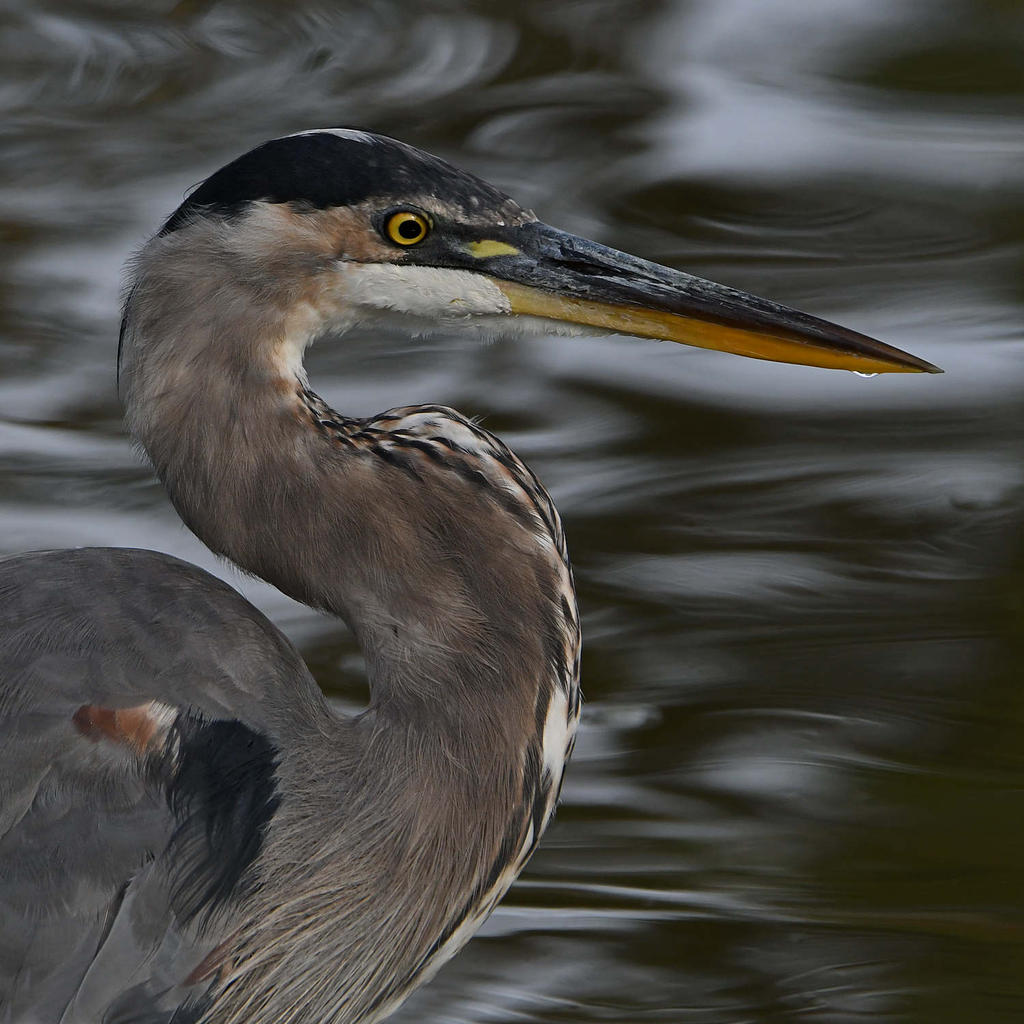 BlueHeron7.jpg