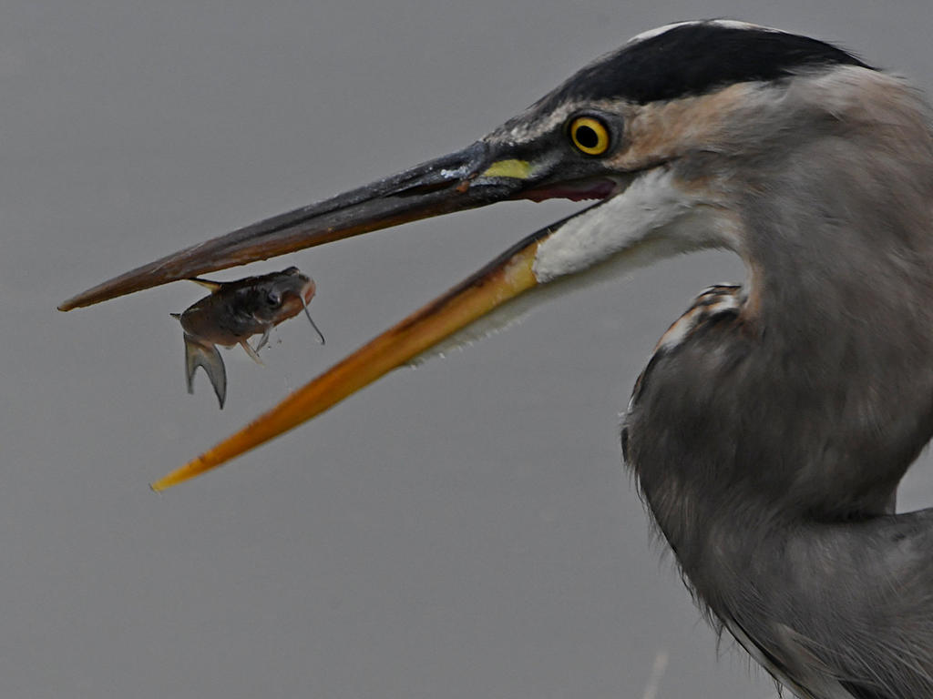 BlueHeron7.jpg