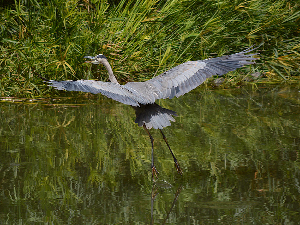 BlueHeron7.jpg