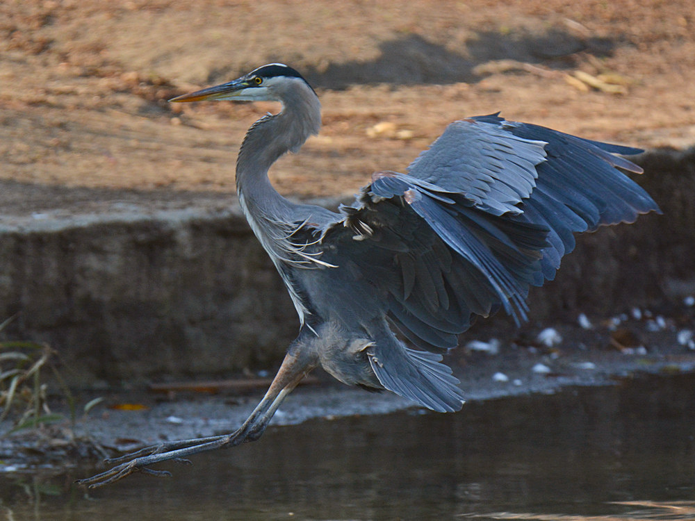 BlueHeron8.jpg