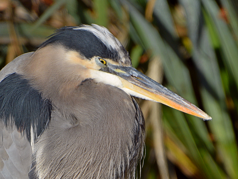 BlueHeron8.jpg