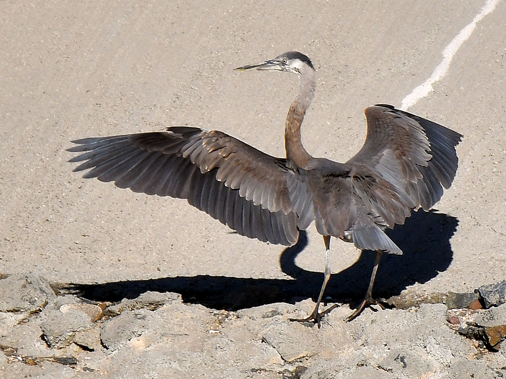 BlueHeron8.jpg