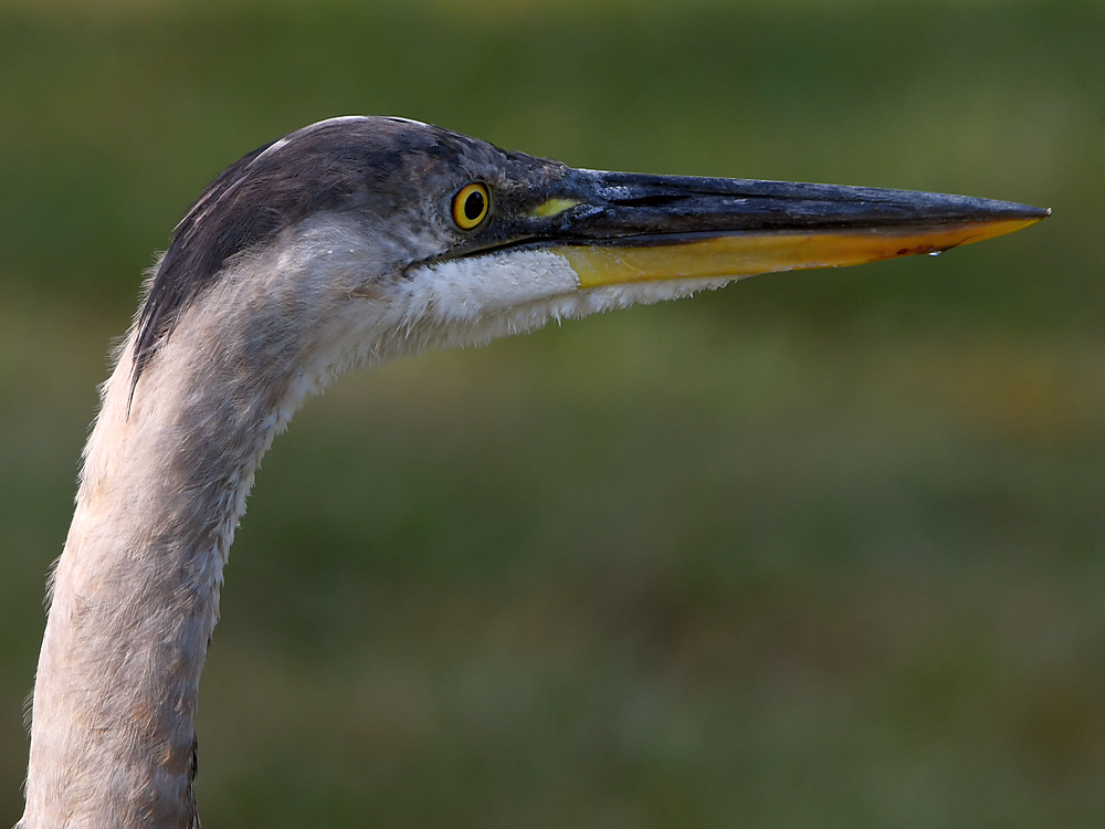 BlueHeron8.jpg