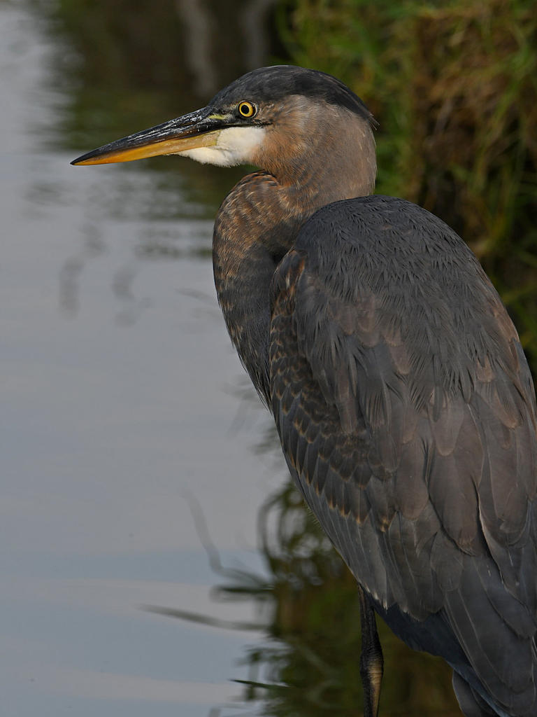 BlueHeron8.jpg