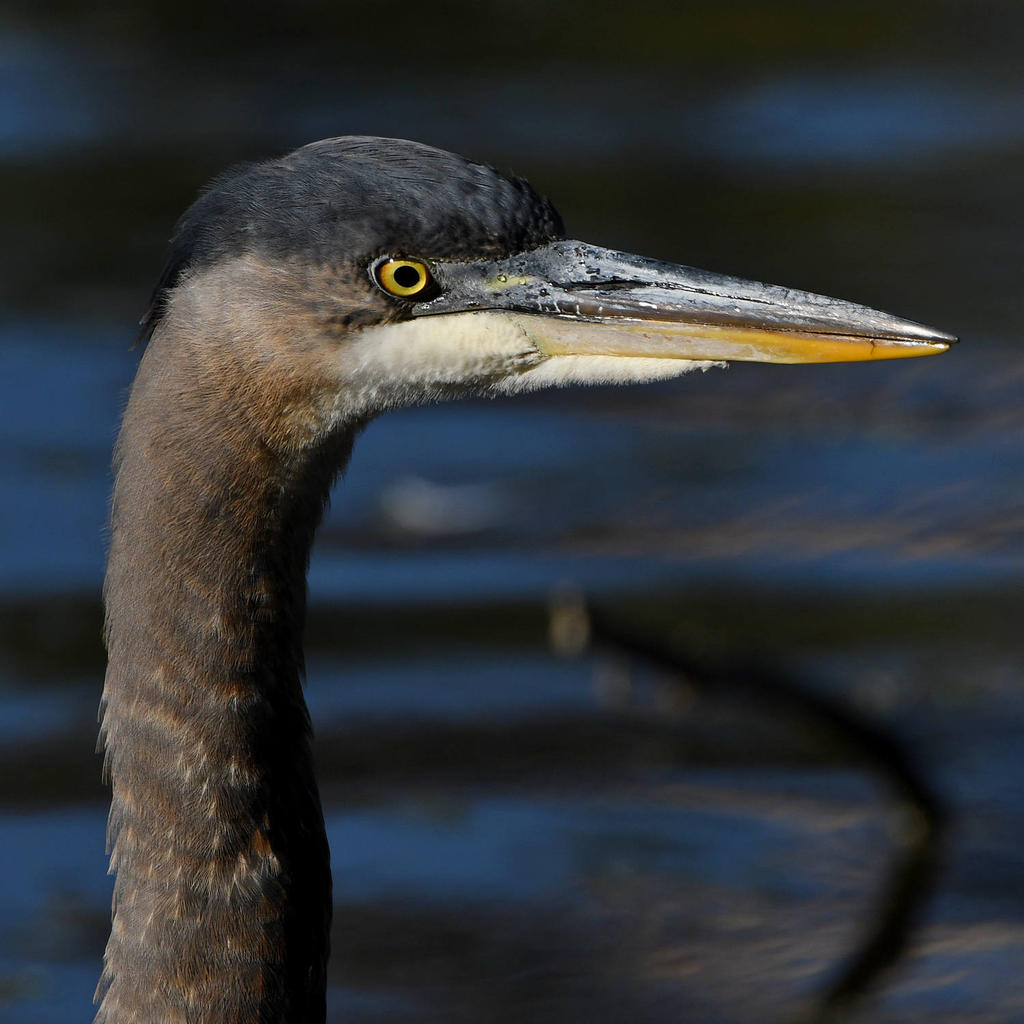 BlueHeron8.jpg